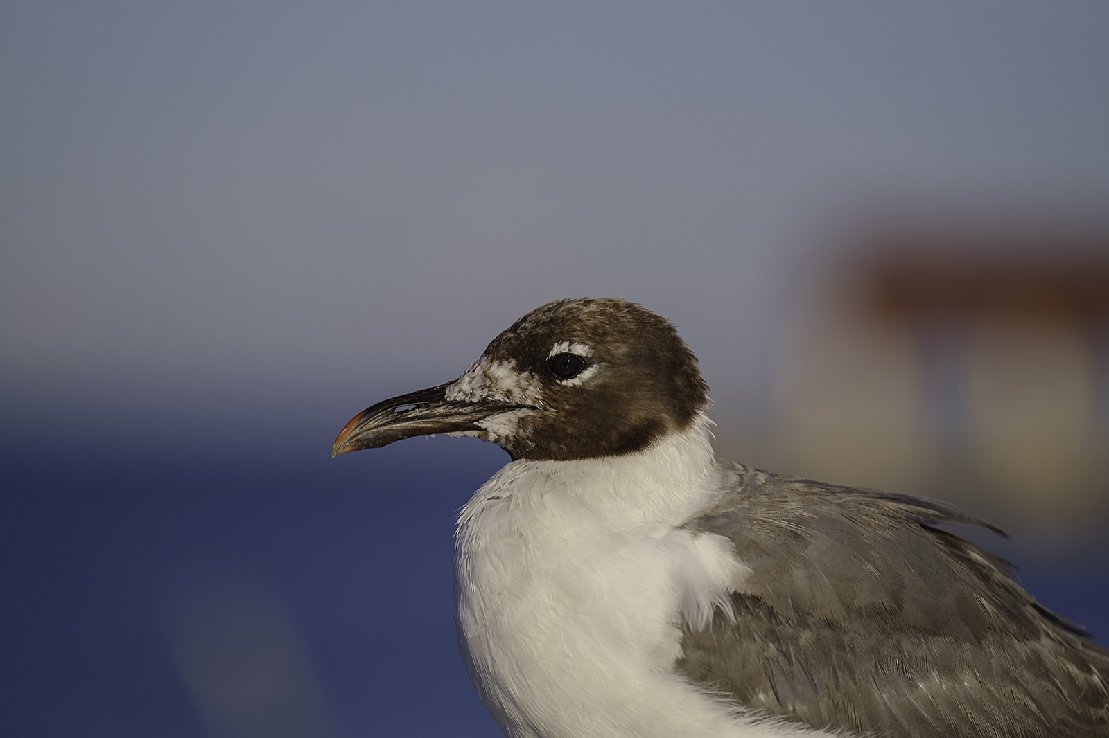 Laughing Gull against a Soft Background, Tampa, Florida — fine art print by Bernardo Perdomo
