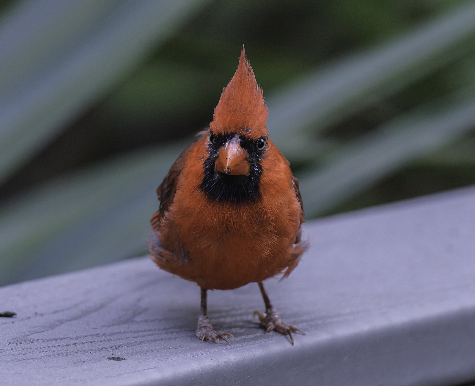Northern Cardinal on a Gray Rail, Tampa, Florida — fine art print by Bernardo Perdomo