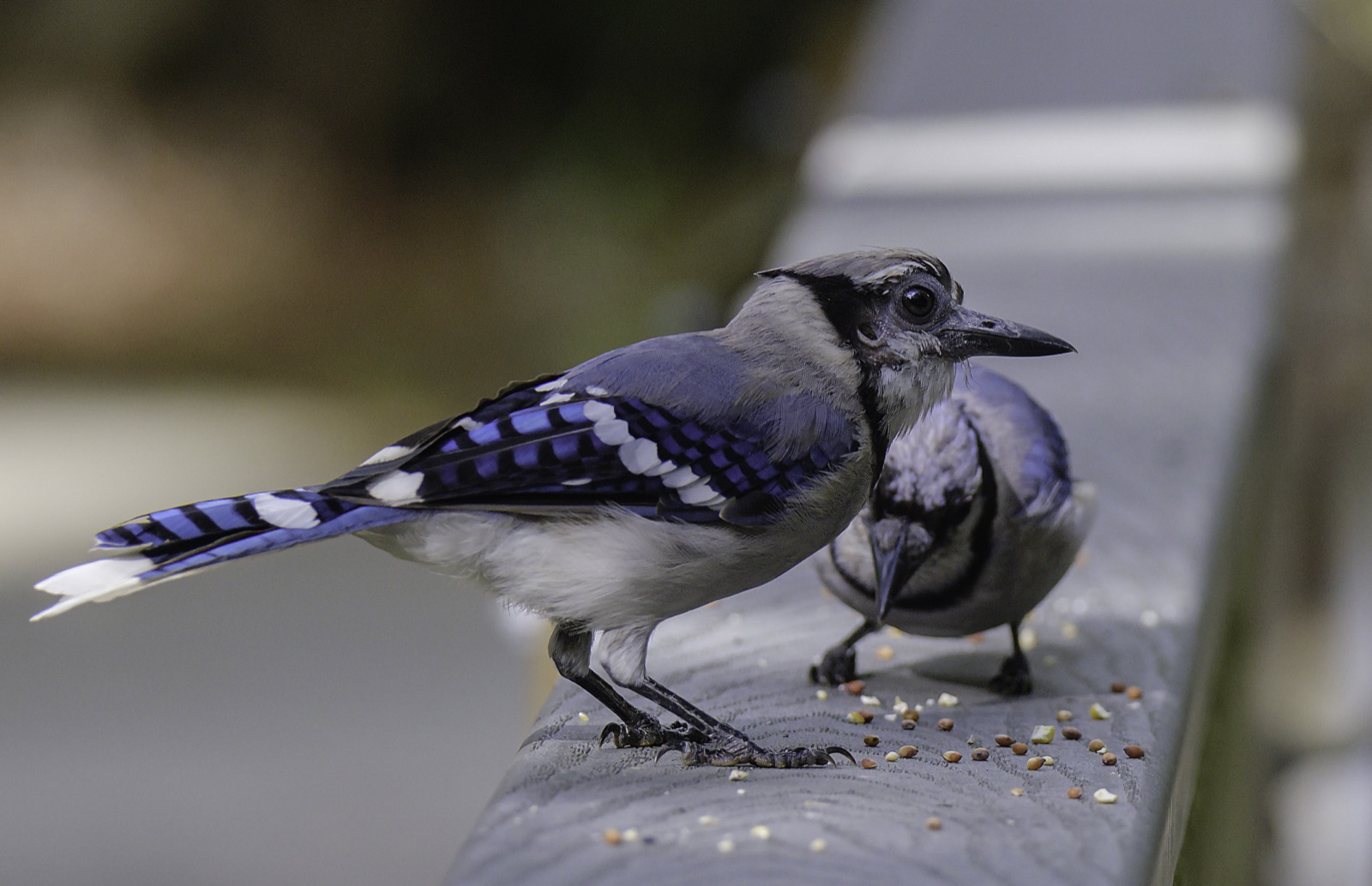 Blue Jay in Profile on a Railing, Tampa, Florida — fine art print by Bernardo Perdomo