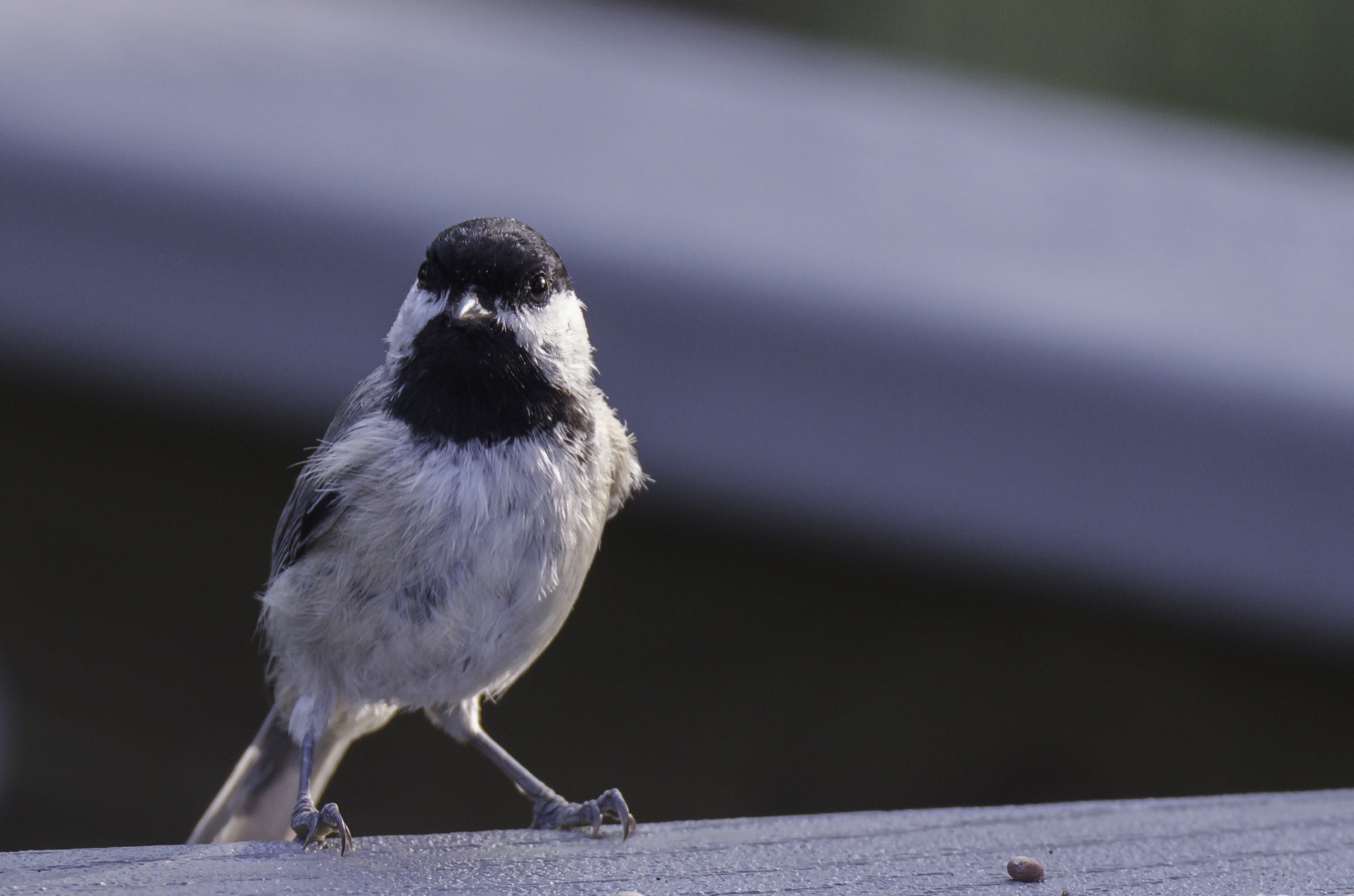 Carolina Chickadee on a Gray Railing, Tampa, Florida — fine art print by Bernardo Perdomo