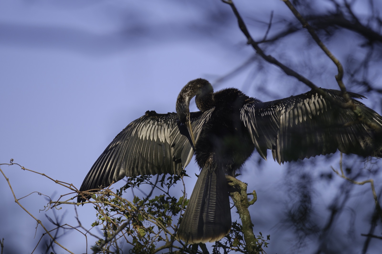 Anhinga with Wings Spread on a Branch, Tampa, Florida — fine art print by Bernardo Perdomo