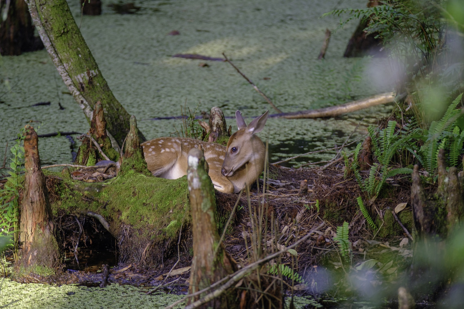 White-tailed Deer Fawn on a Mossy Log, Tampa, Florida — fine art print by Bernardo Perdomo