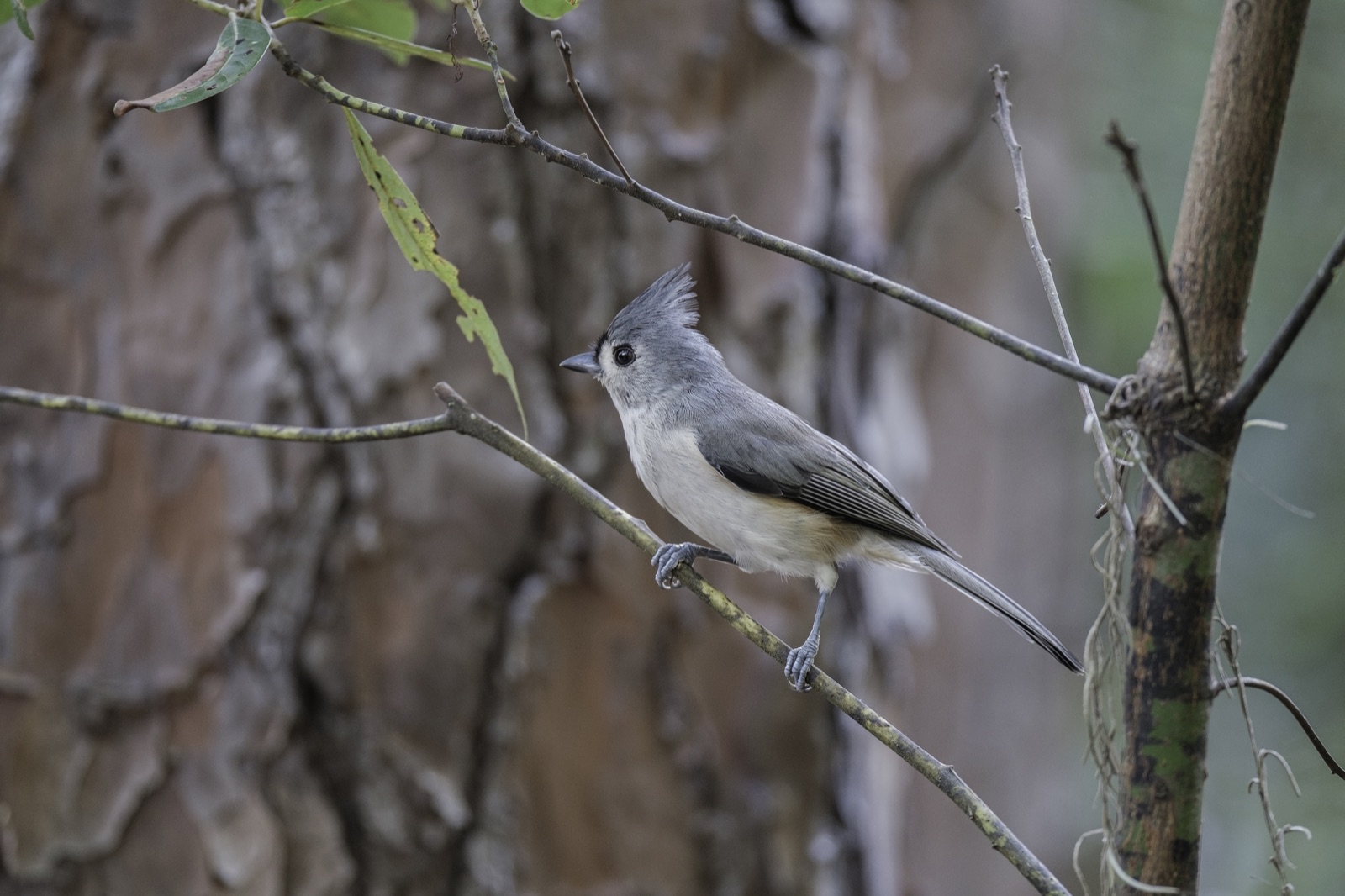 Tufted Titmouse on a Branch with Spanish Moss, Tampa, Florida — fine art print by Bernardo Perdomo