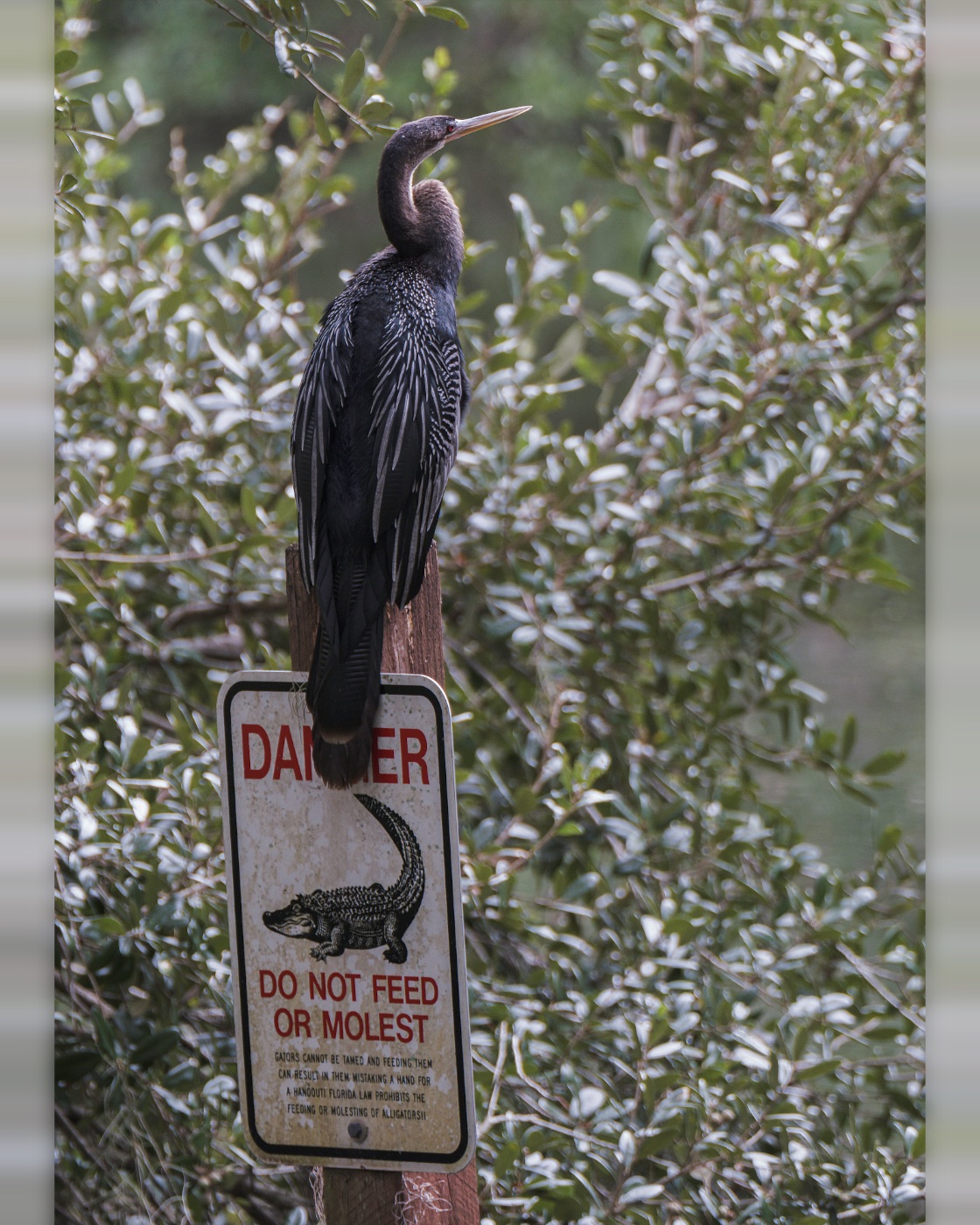 Anhinga Perched above an Alligator Sign, Tampa, Florida — fine art print