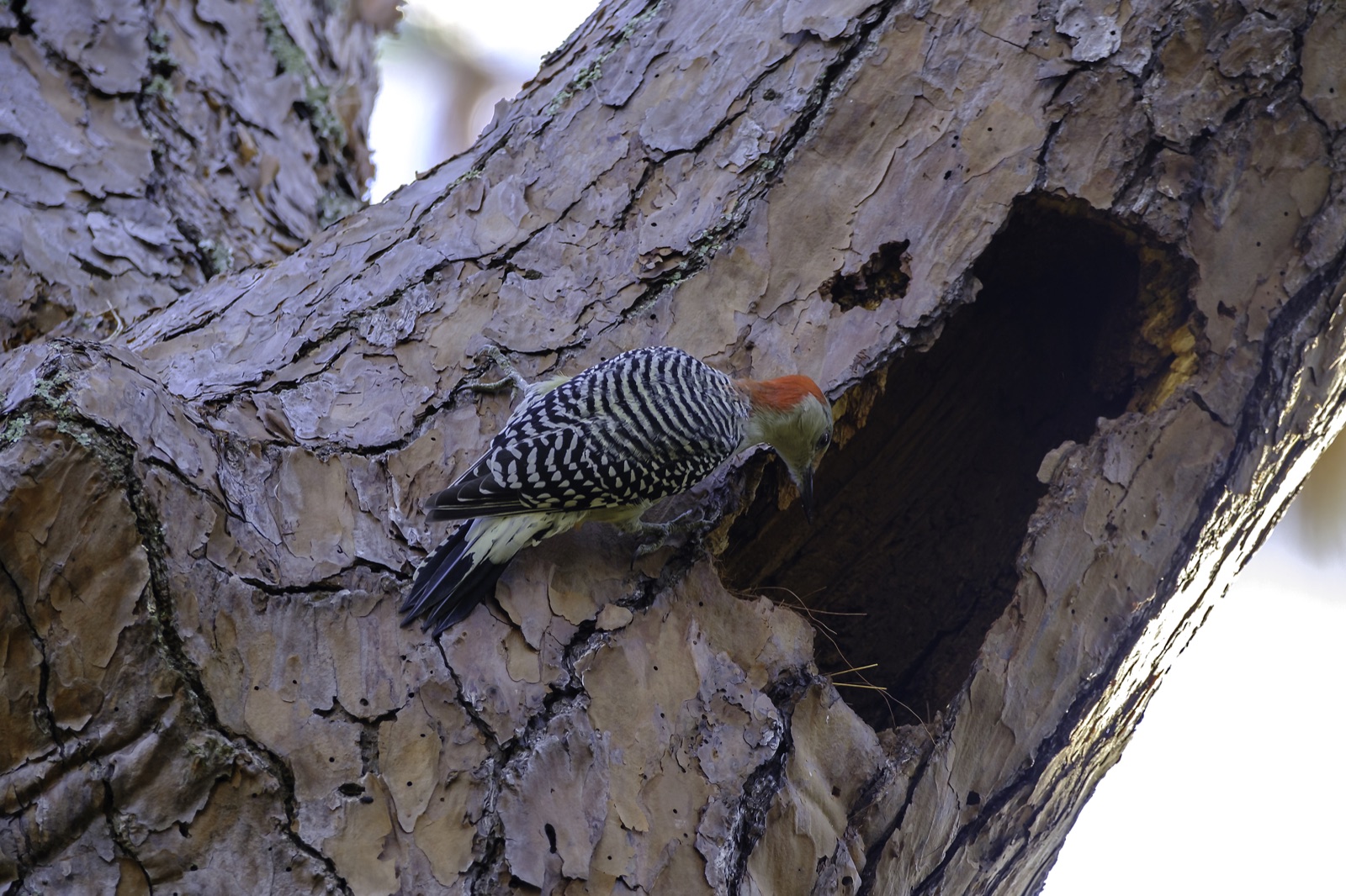 Red-bellied Woodpecker at a Pine Cavity, Tampa, Florida — fine art print by Bernardo Perdomo