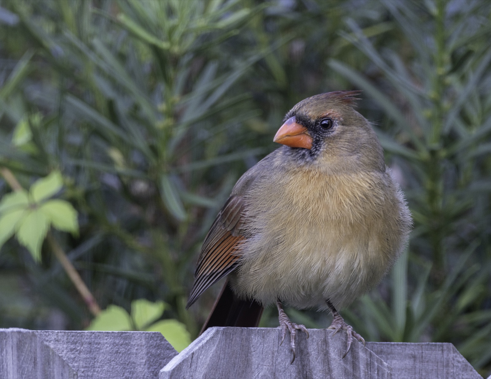 Northern Cardinal on a Wooden Fence, Tampa, Florida — fine art print by Bernardo Perdomo