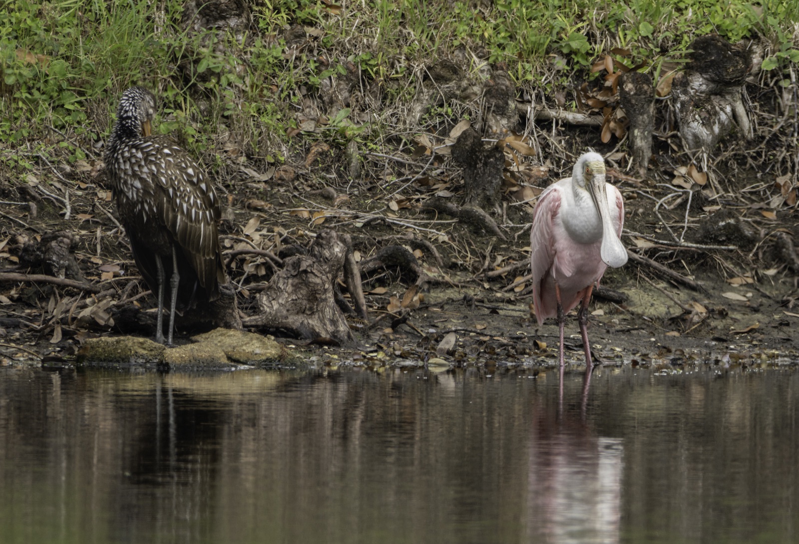 Limpkin and a Roseate Spoonbill at the Shore, Tampa, Florida — fine art print by Bernardo Perdomo