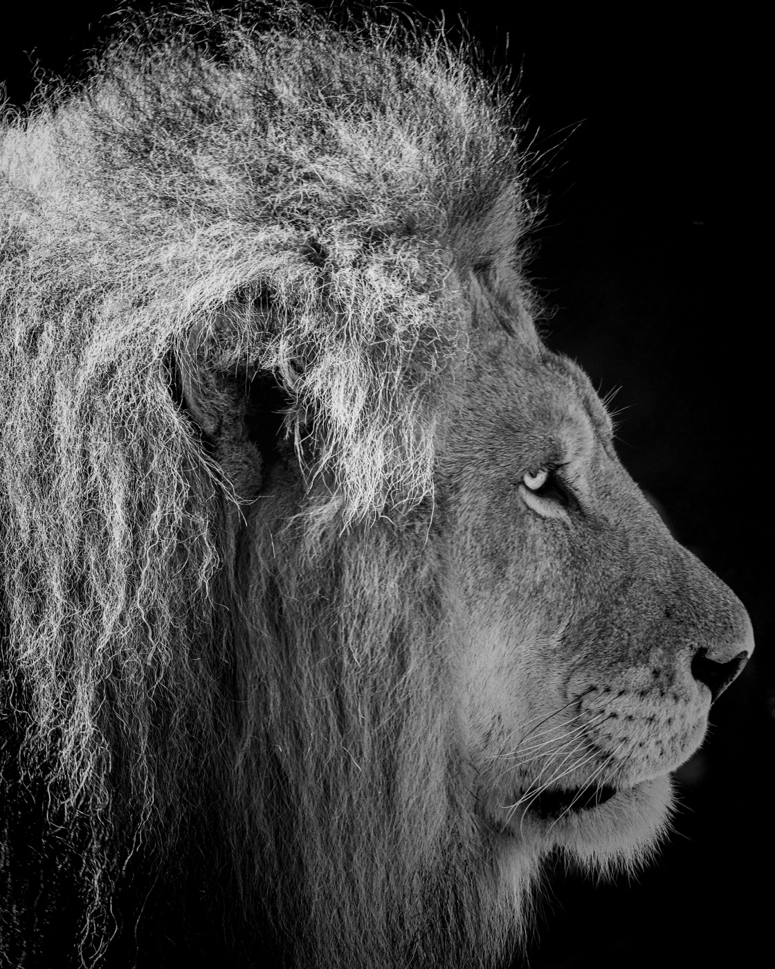 Lion Portrait, Tampa, Florida — fine art print