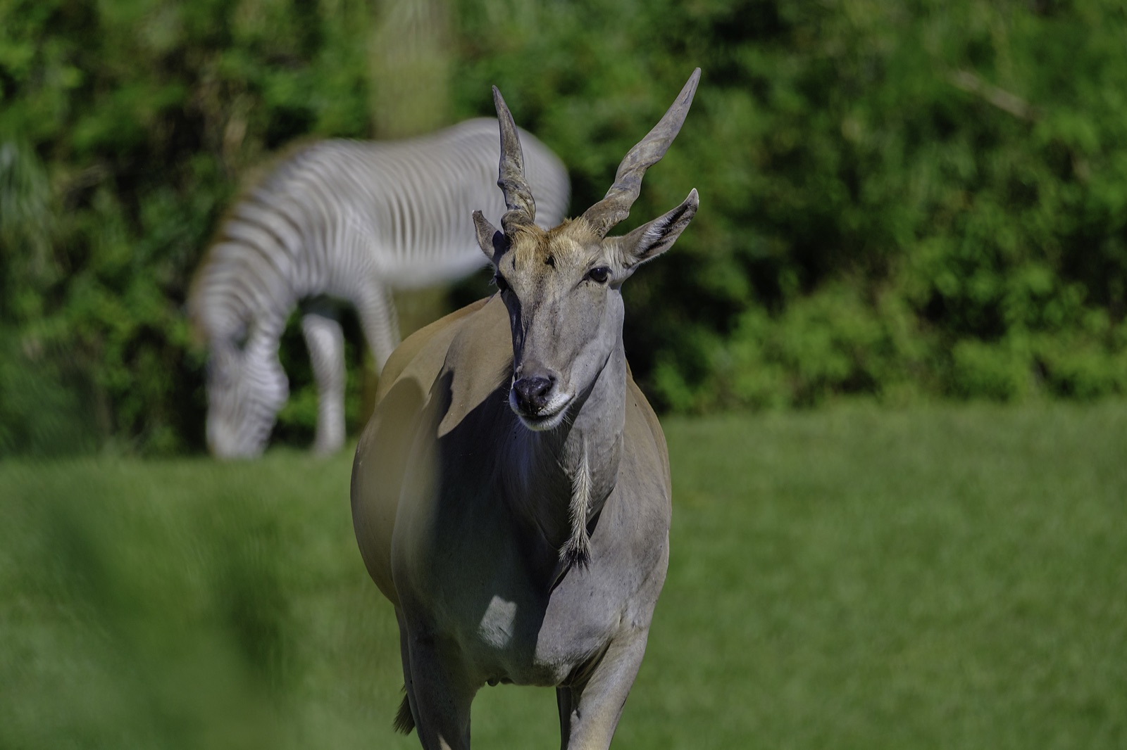 Eland with a Zebra Grazing Behind, Tampa, Florida — fine art print by Bernardo Perdomo