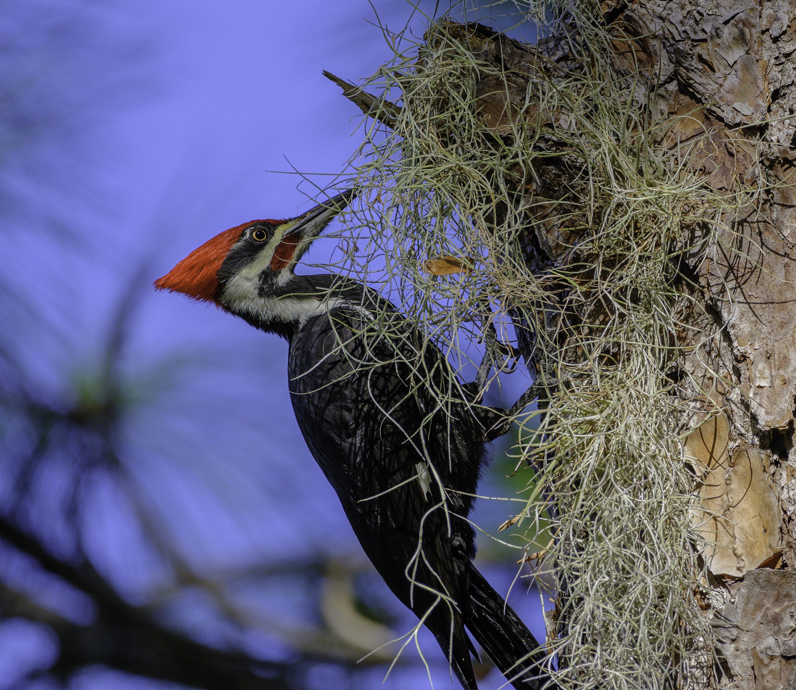 Pileated Woodpecker on Pine Bark with Spanish Moss, Tampa, Florida — fine art print by Bernardo Perdomo