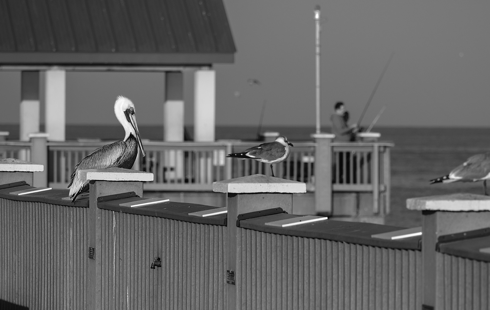 Brown Pelican and Gulls on a Pier, Tampa, Florida — fine art print by Bernardo Perdomo