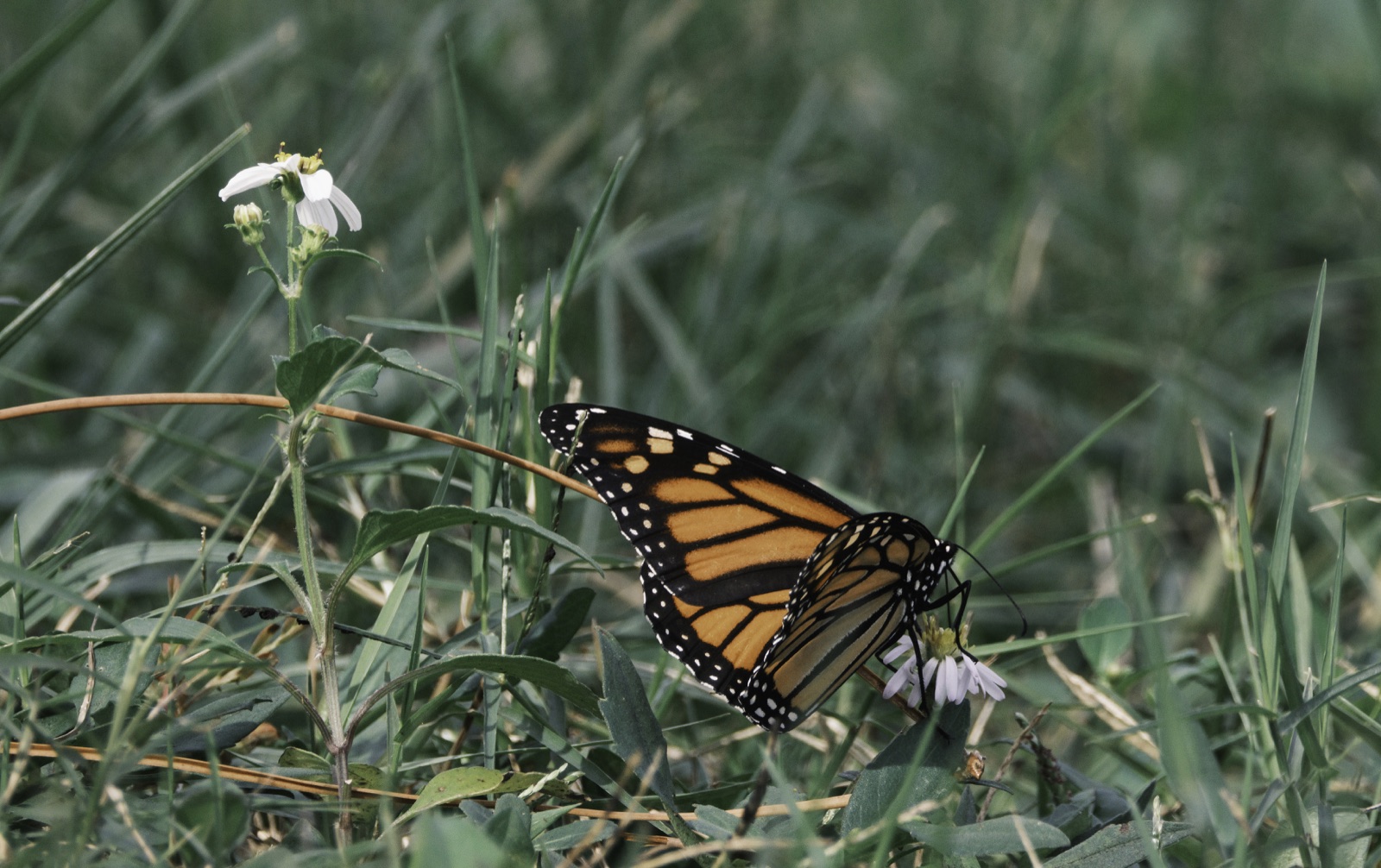 Monarch Butterfly on a Flower in Grass, Tampa, Florida — fine art print by Bernardo Perdomo