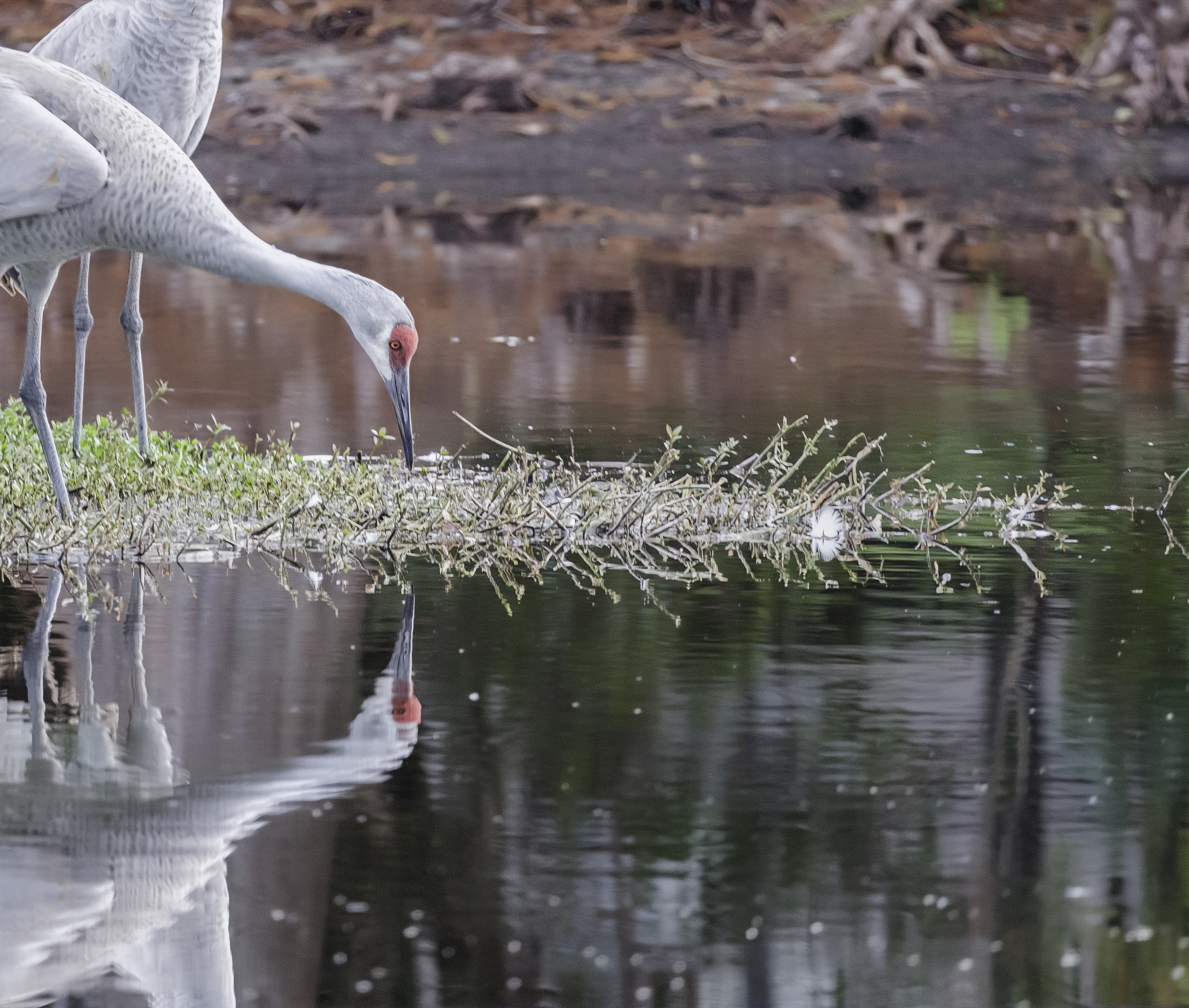 Sandhill Crane Leaning over Still Water, Tampa, Florida — fine art print by Bernardo Perdomo