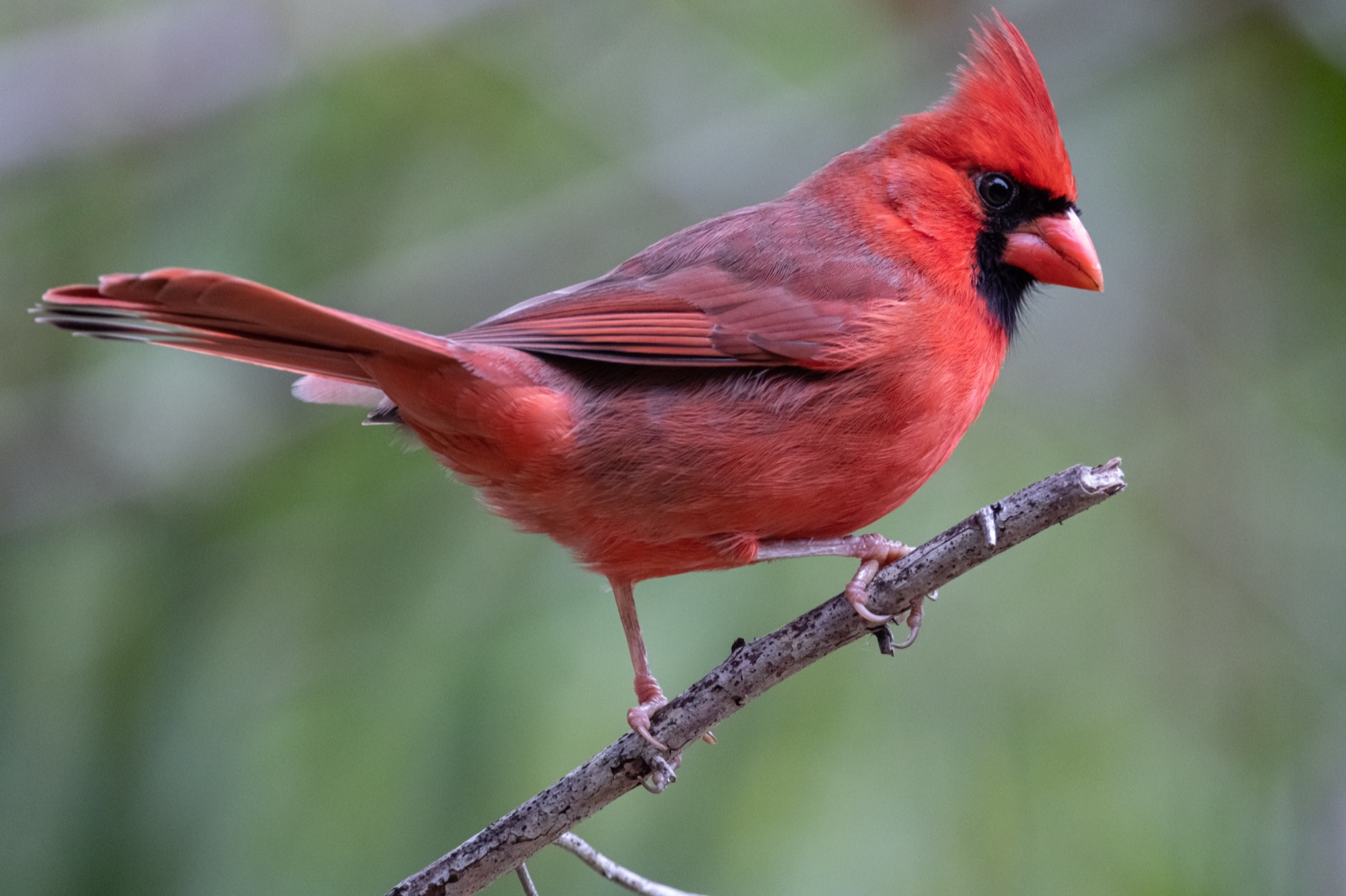 Male Northern Cardinal on a Bare Branch, Florida — fine art print by Bernardo Perdomo