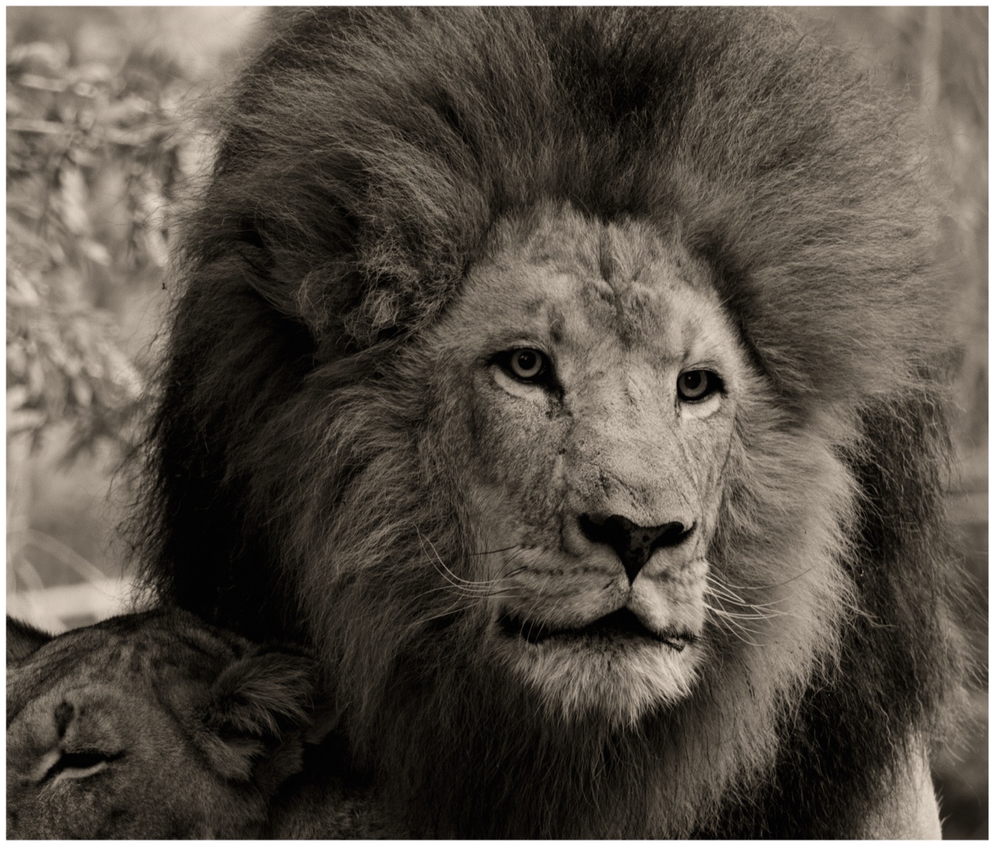 Lion Pair, Black and White, Tampa, Florida — fine art print