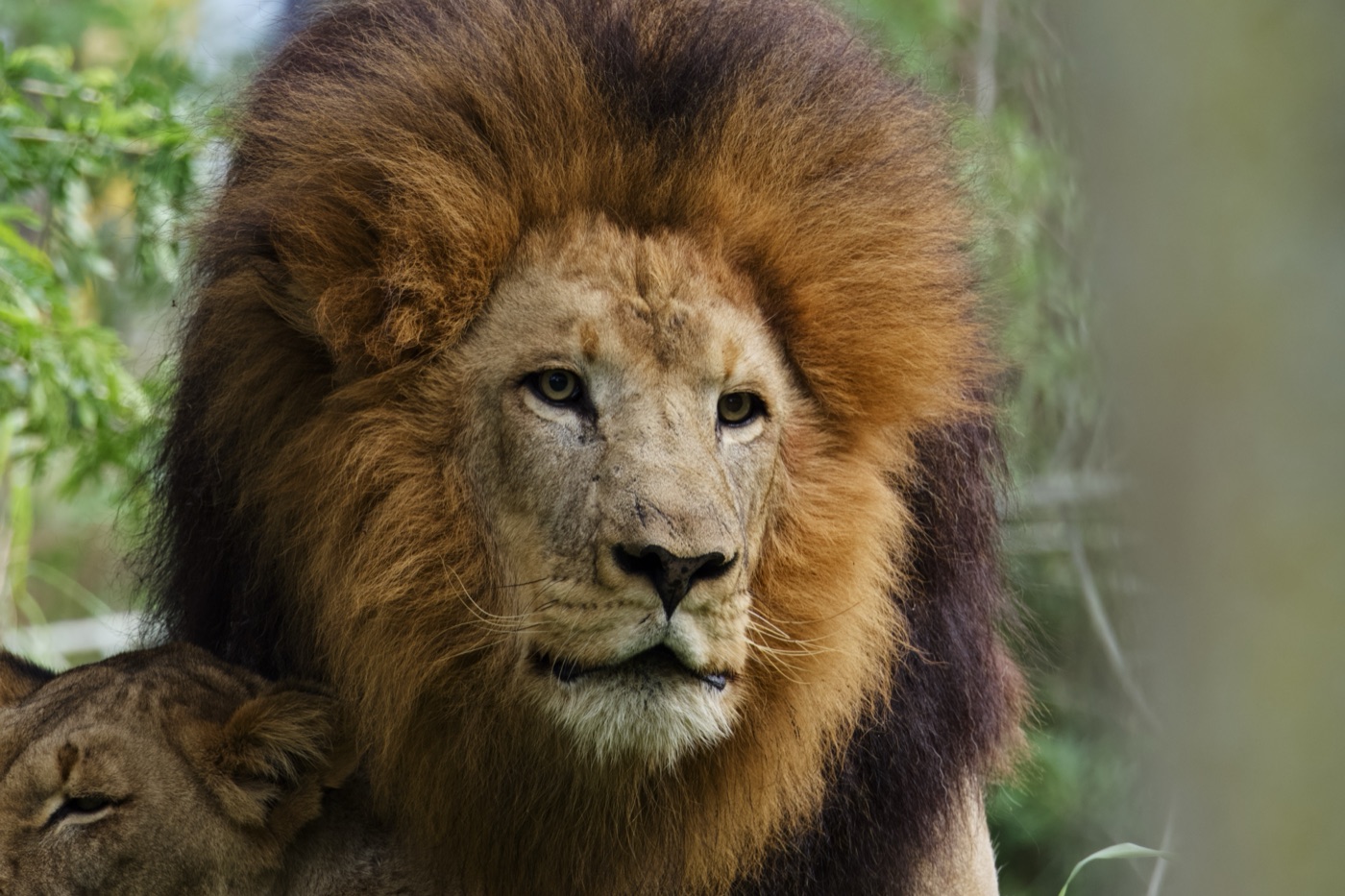 Lion Pair, Tampa, Florida — fine art print