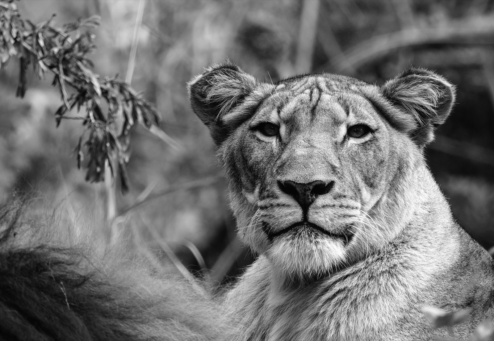 Lioness Face among Soft Leaves, Tampa, Florida — fine art print by Bernardo Perdomo