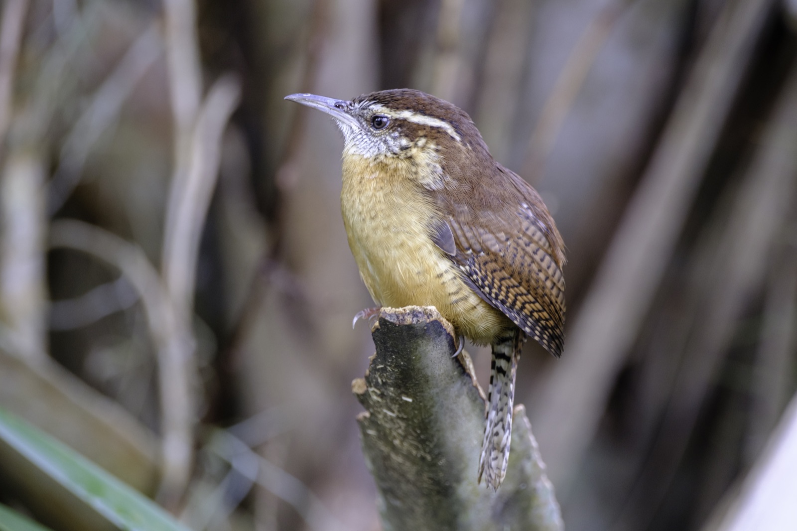 Carolina Wren on a Stump beside Palmetto, Tampa, Florida — fine art print by Bernardo Perdomo