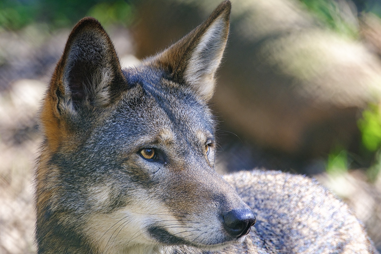 Coyote behind a Wire Fence, Florida — fine art print by Bernardo Perdomo