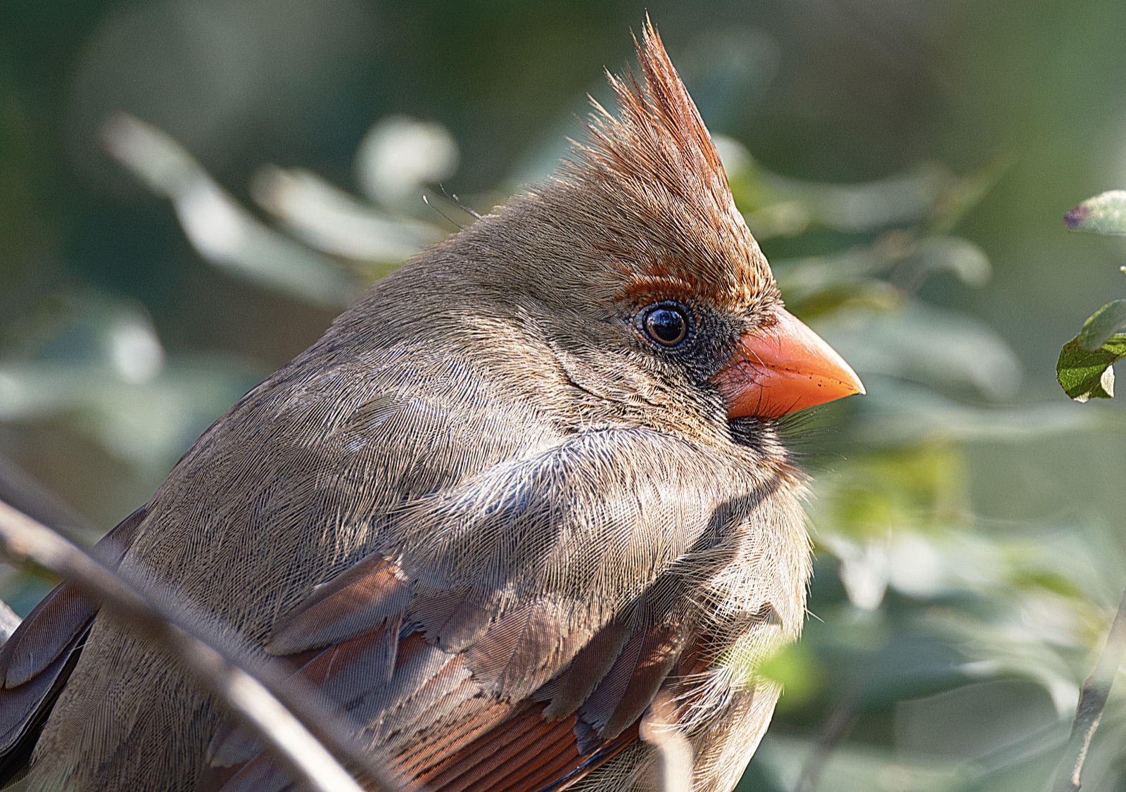 Female Northern Cardinal against a Soft Background, Florida — fine art print by Bernardo Perdomo