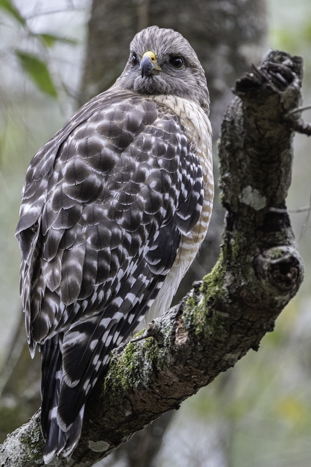 Red-shouldered Hawk on a Mossy Limb, Tampa, Florida — fine art print