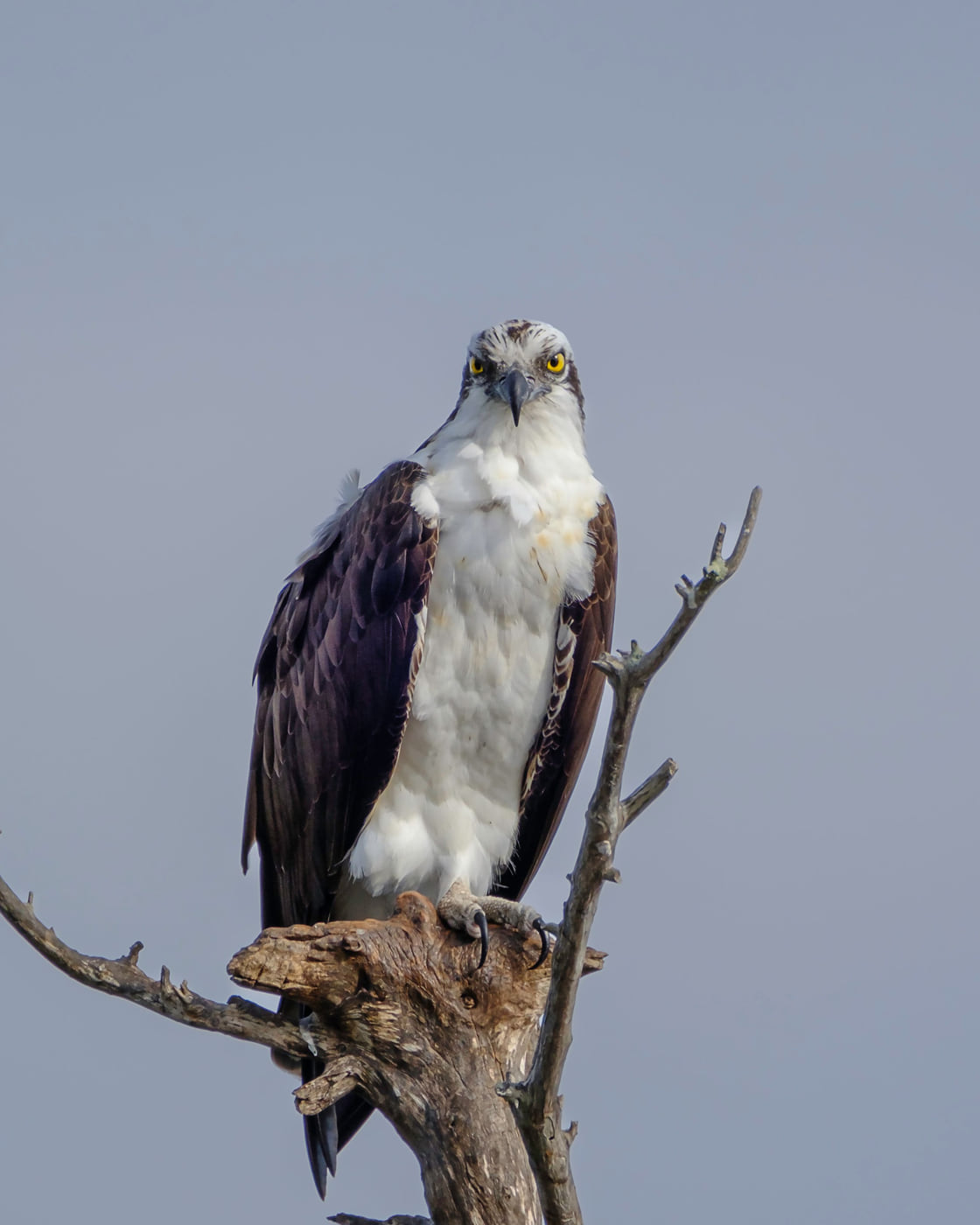 Osprey Portrait, Tampa Bay, Florida — fine art print