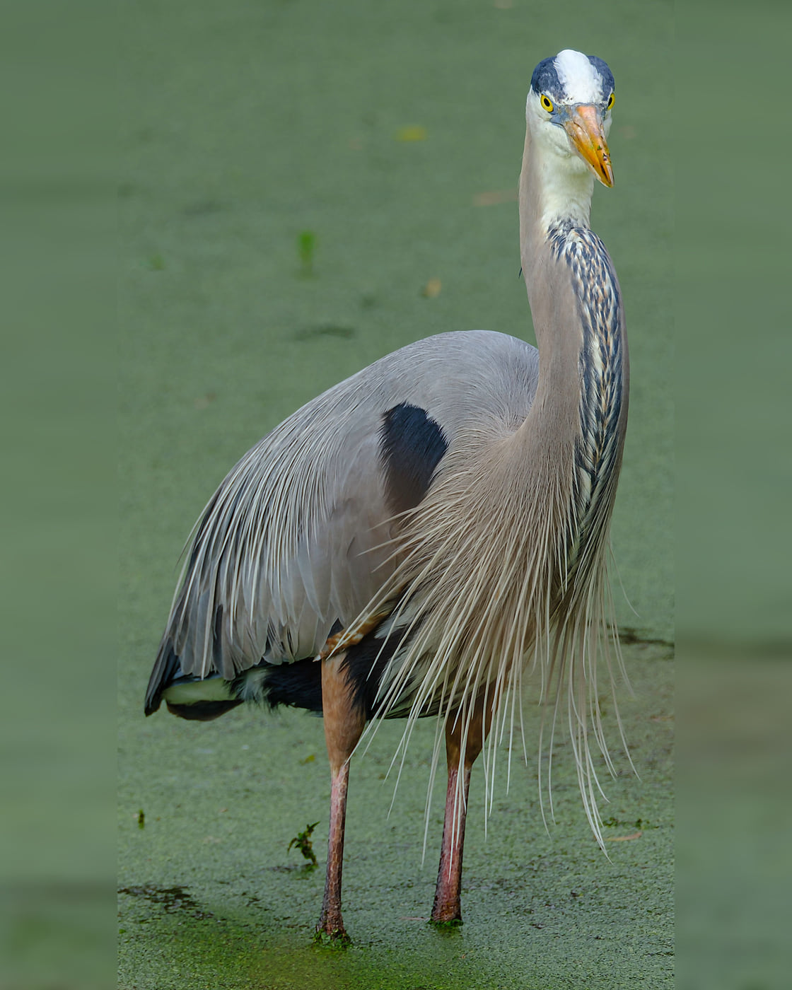Great Blue Heron, Plumes, Tampa Bay, Florida — fine art print