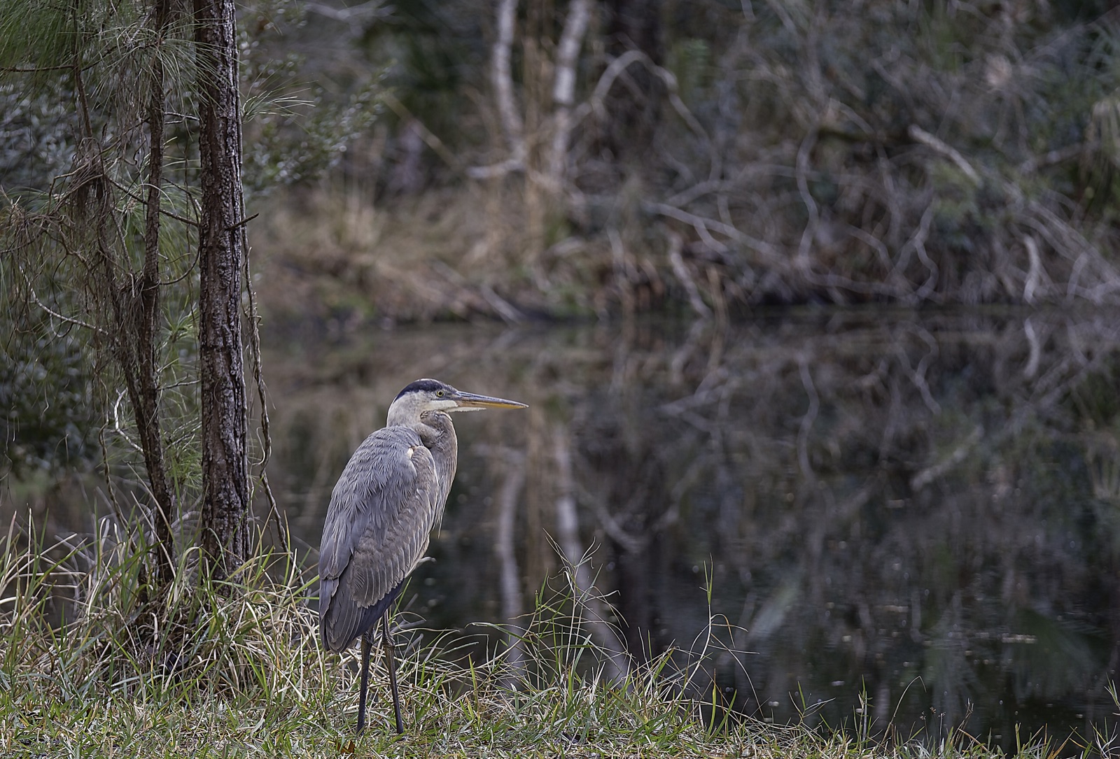 Great Blue Heron beside a Pine Trunk, Tampa, Florida — fine art print by Bernardo Perdomo