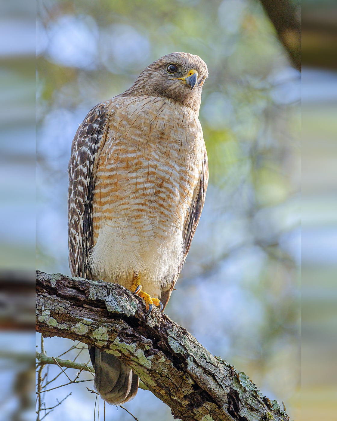 Red-shouldered Hawk, Winter, Tampa Bay, Florida — fine art print by Bernardo Perdomo