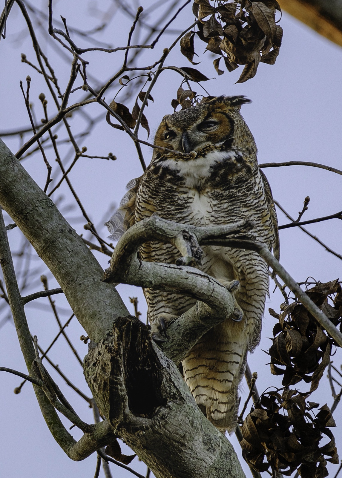 Great Horned Owl among Dried Leaves, Florida — fine art print by Bernardo Perdomo