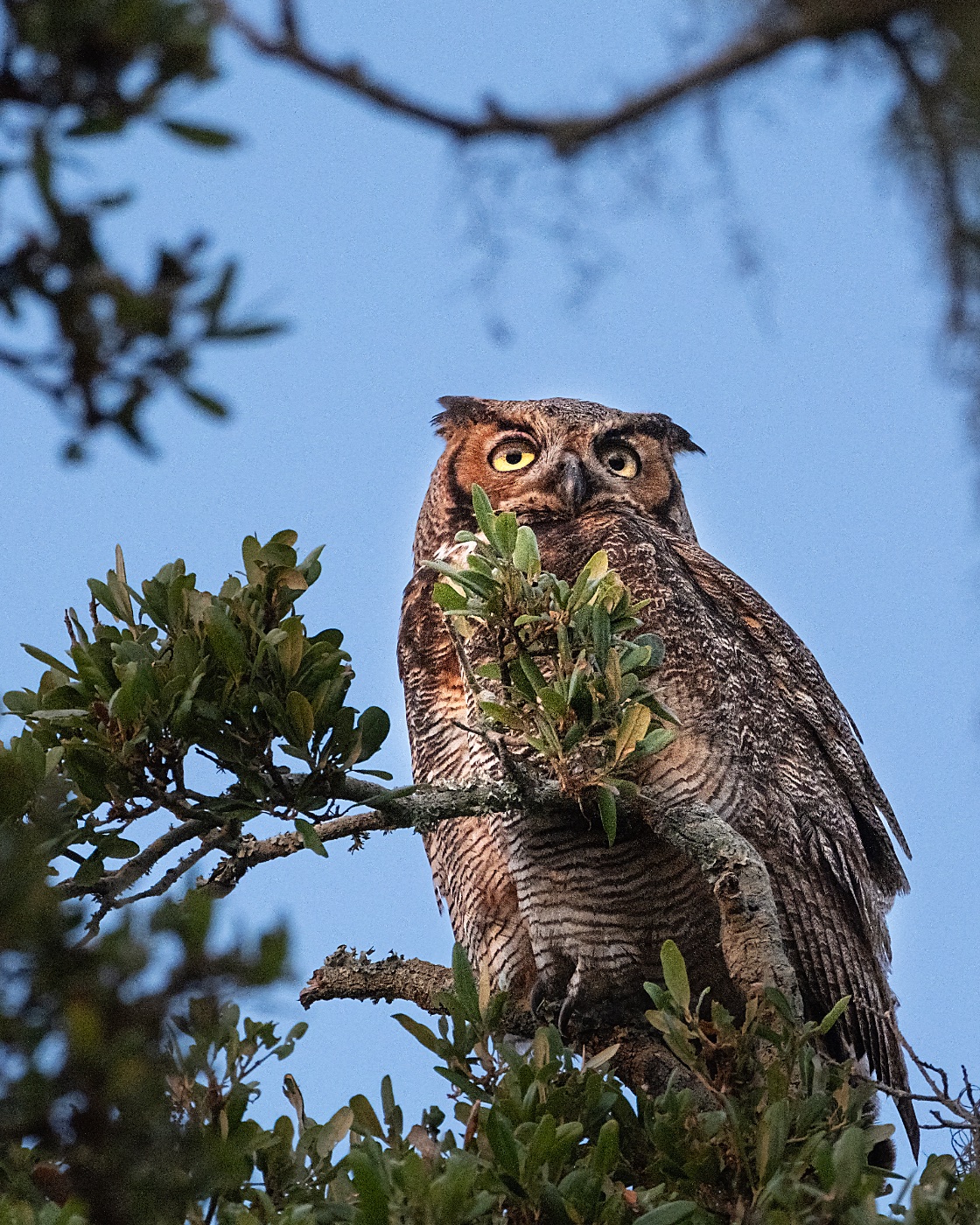Great Horned Owl behind a Leafy Branch, Florida — fine art print