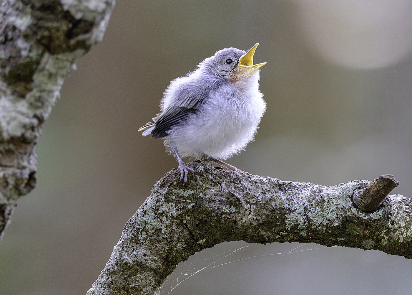 Fledgling, Tampa Bay, Florida — fine art print