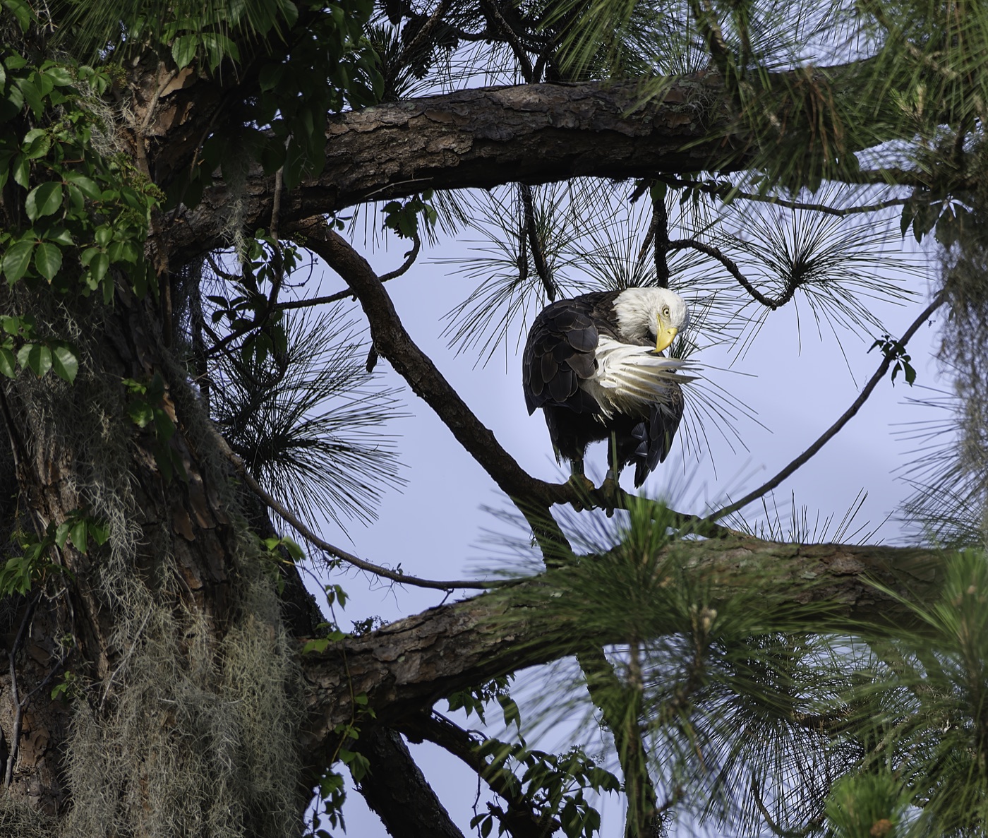 Bald Eagle in Pine, Tampa Bay, Florida — fine art print