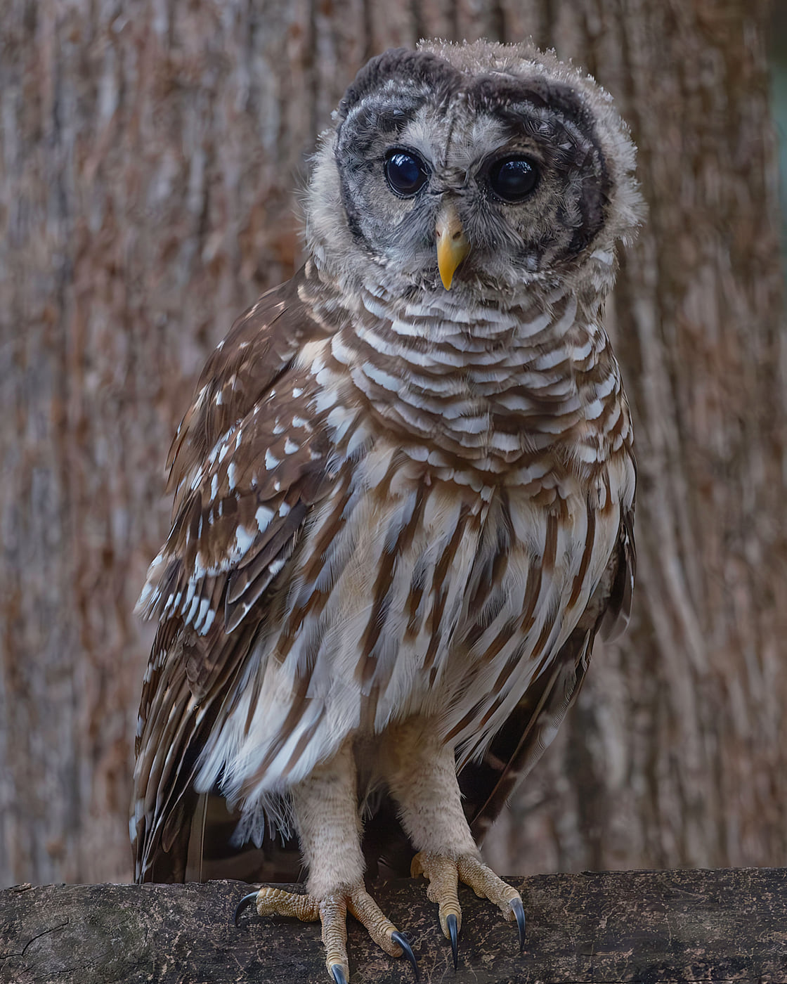 Barred Owl, Juvenile, Tampa Bay, Florida — fine art print