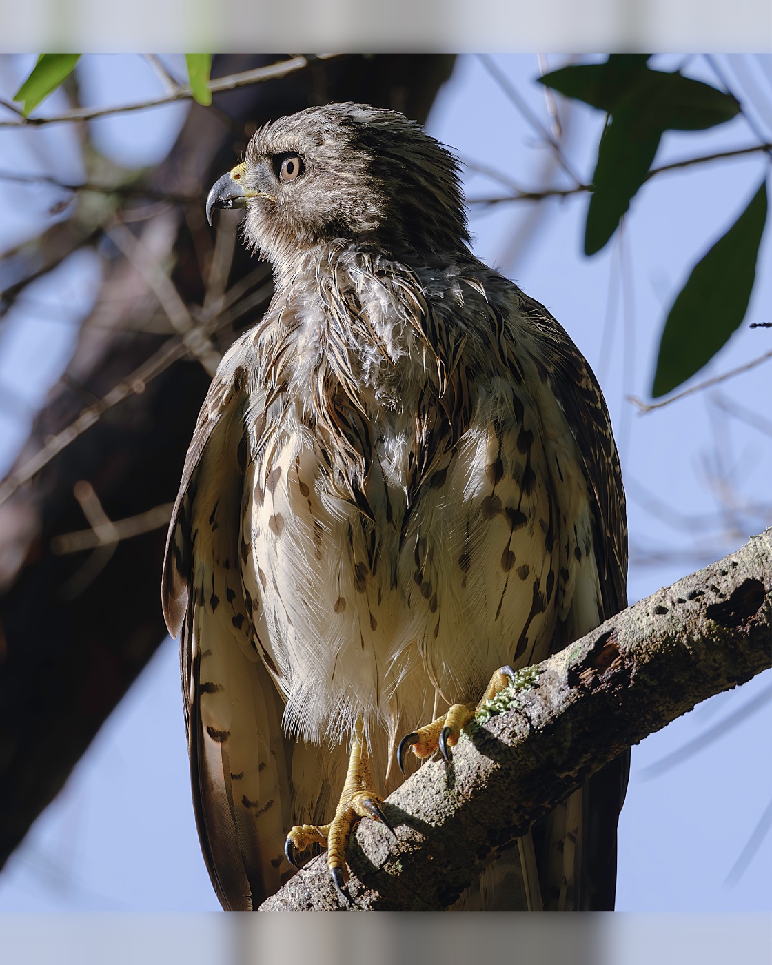 Hawk on a Lichen-Covered Branch, Florida — fine art print by Bernardo Perdomo