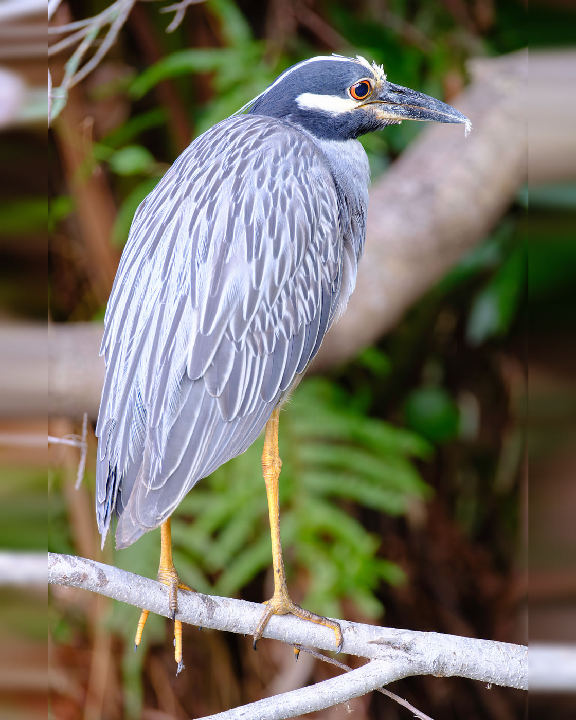 Yellow-crowned Night-Heron, July, Tampa Bay, Florida — fine art print by Bernardo Perdomo