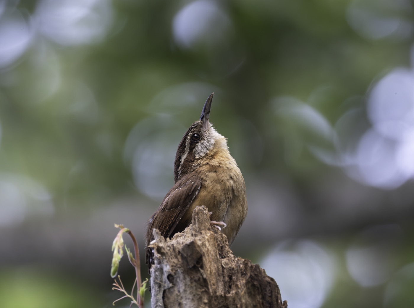 Carolina Wren, Looking Up, Tampa Bay, Florida — fine art print