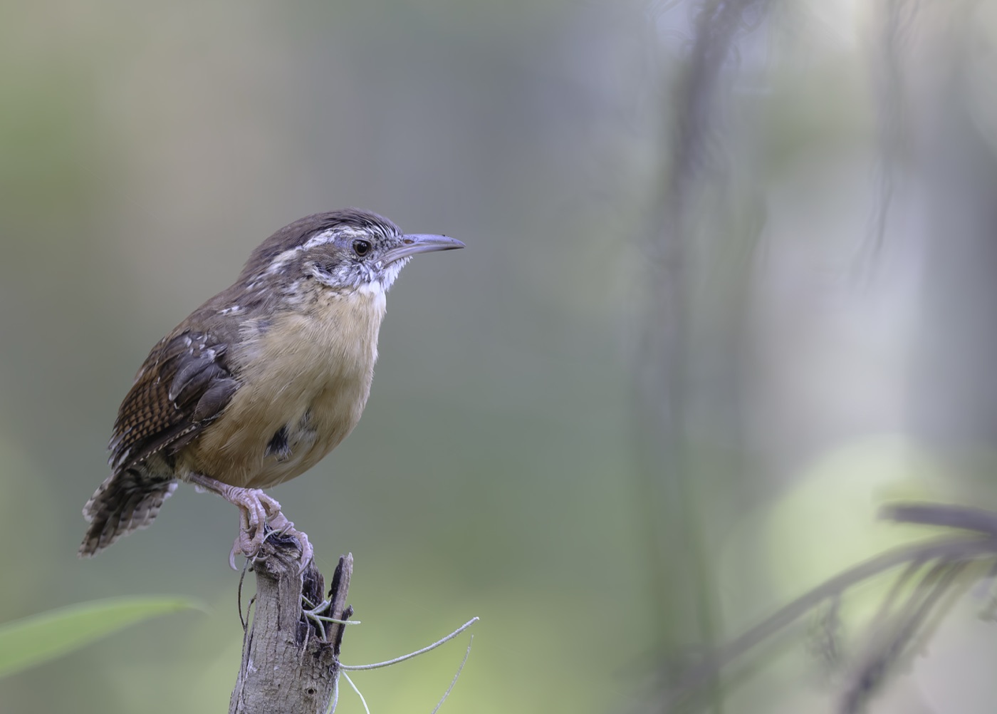 Carolina Wren on a Stump, Tampa Bay, Florida — fine art print