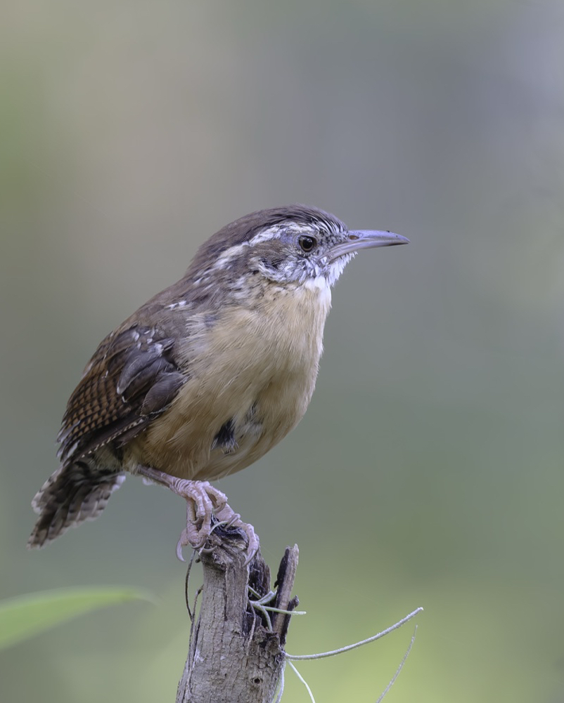Carolina Wren on a Stump, Tampa Bay, Florida — fine art print
