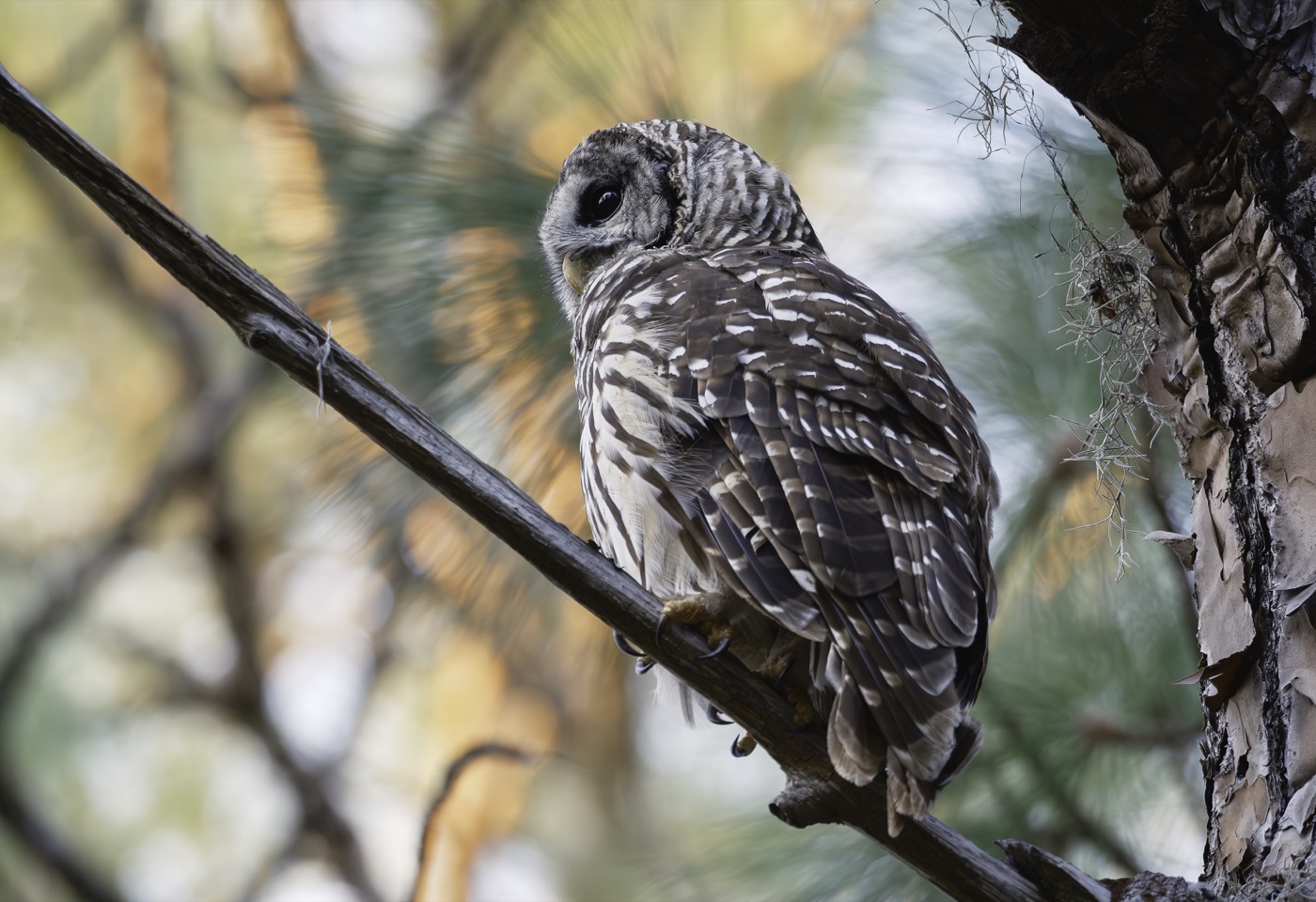 Barred Owl in Pine, Tampa Bay, Florida — fine art print