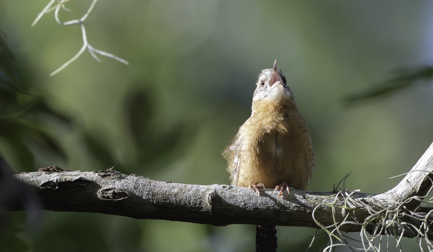Young Carolina Wren, Tampa Bay, Florida — fine art print