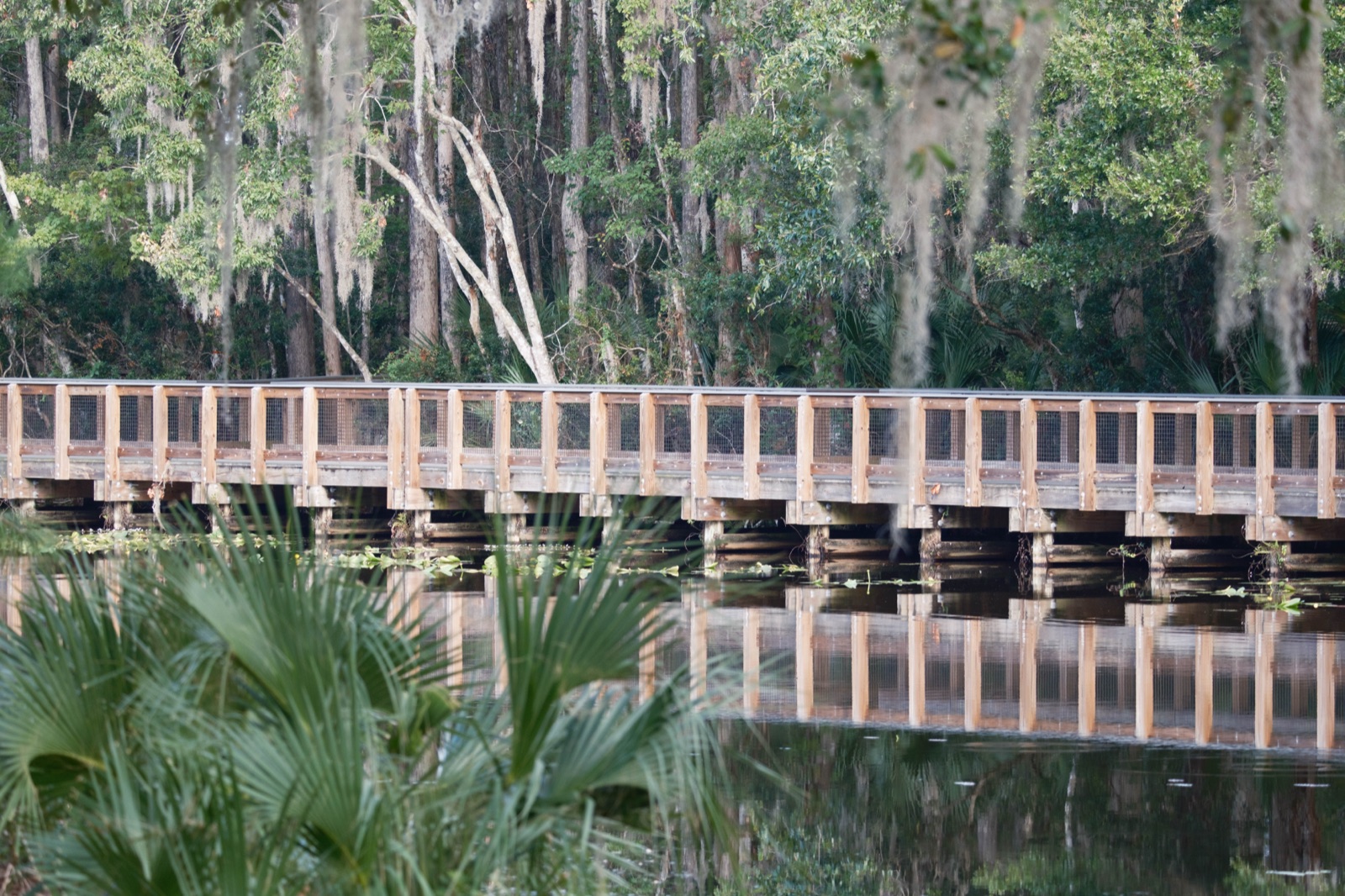 Boardwalk over Still Water and Palmettos, Florida — fine art print by Bernardo Perdomo