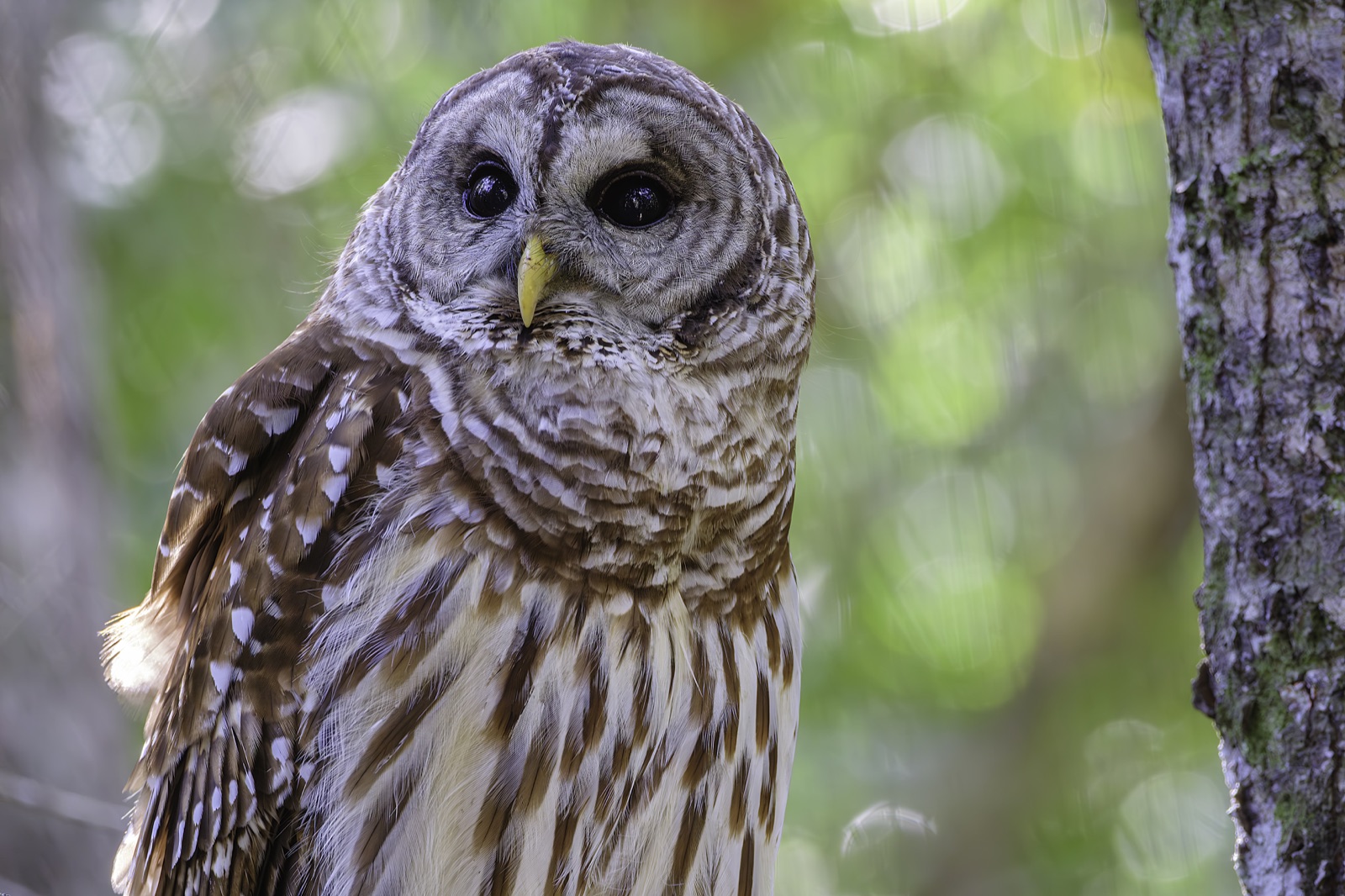 Barred Owl beside a Wire Fence, Florida — fine art print by Bernardo Perdomo