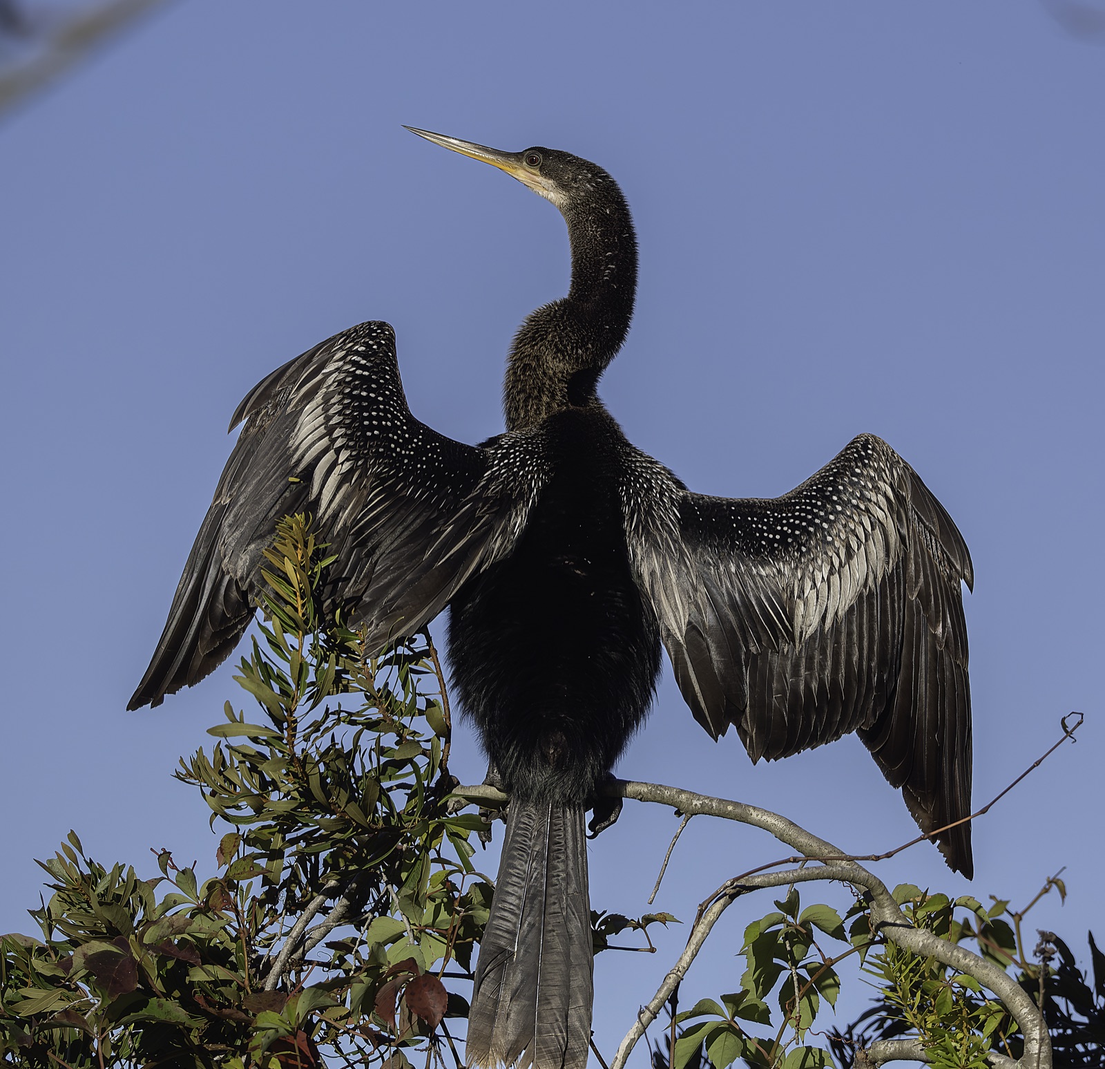Bird with Spotted Wings against Blue Sky, Florida — fine art print by Bernardo Perdomo