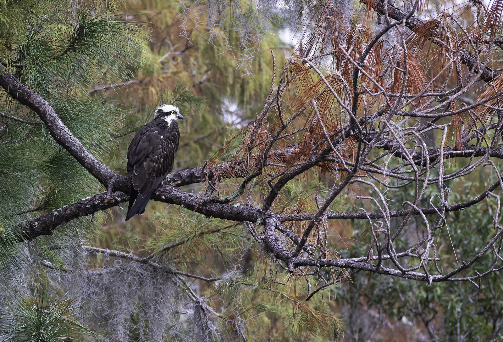 Hawk on a Pine Limb with Spanish Moss, Florida — fine art print by Bernardo Perdomo