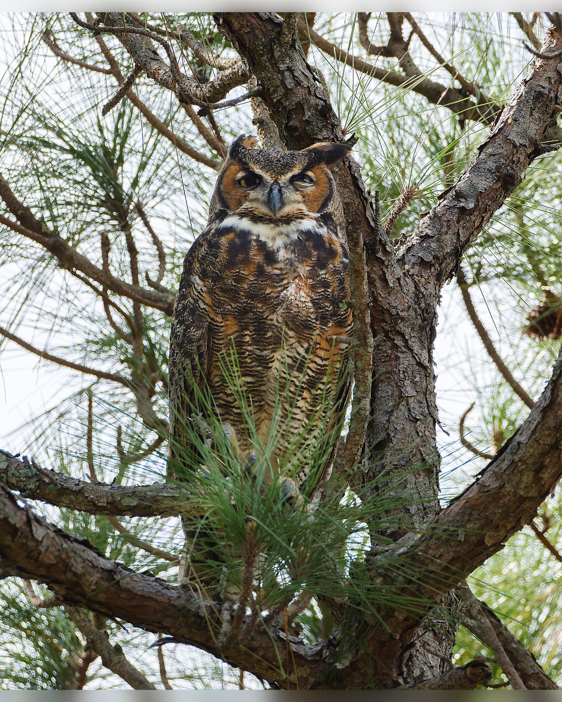 Great Horned Owl in a Pine above Green Needles, Florida — fine art print by Bernardo Perdomo