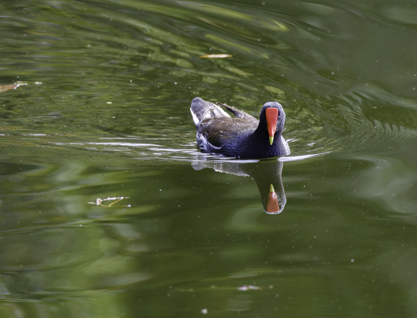 Common Gallinule, Tampa Bay, Florida — fine art print