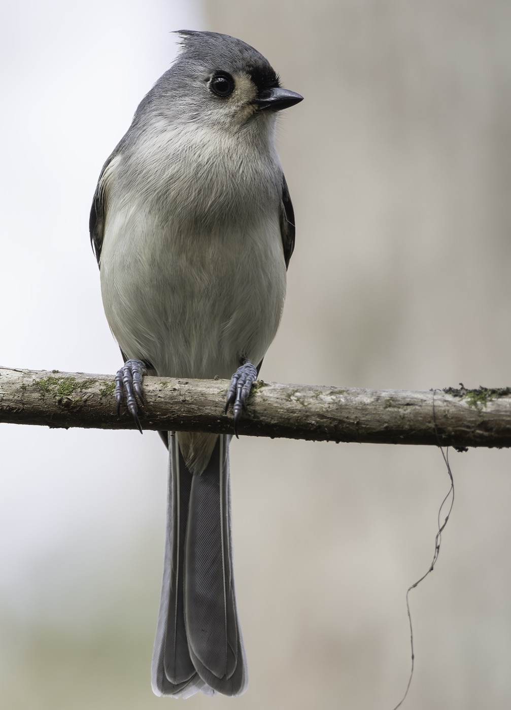 Tufted Titmouse, Tampa Bay, Florida — fine art print