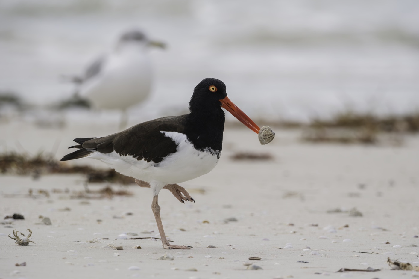 American Oystercatcher, Tampa Bay, Florida — fine art print