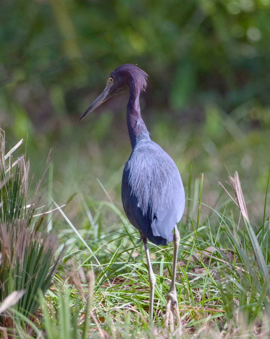 Little Blue Heron in Grass, Tampa Bay, Florida — fine art print